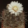 Gymnocalycium_brachypetalum